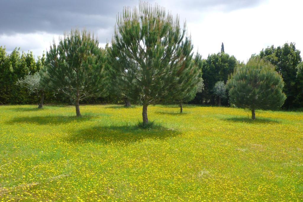 Casa Da Avo Genoveva Pension Tomar Buitenkant foto